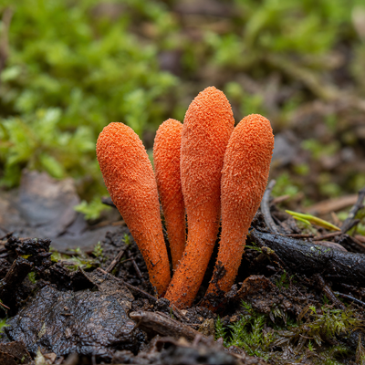 Cordyceps